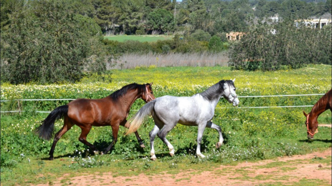 Horseback Riding in Santa Gertrudis photo 1