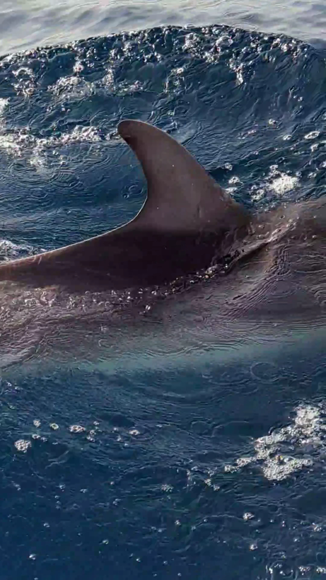 Whale Watching Arrecife photo 3