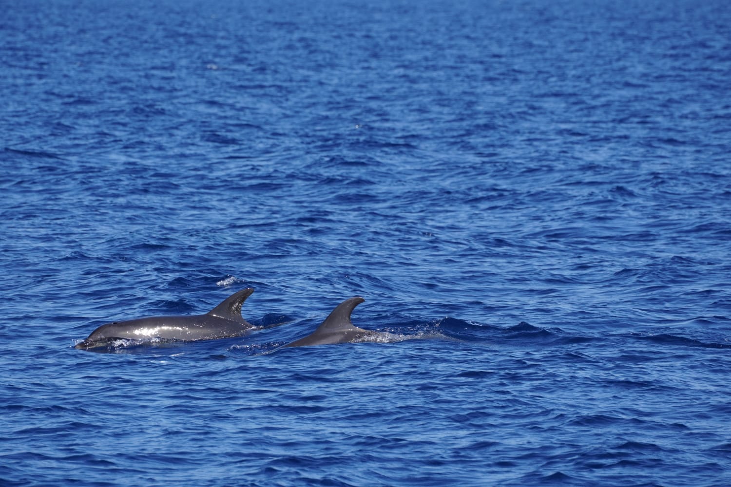 Whale Watching Arrecife photo 5