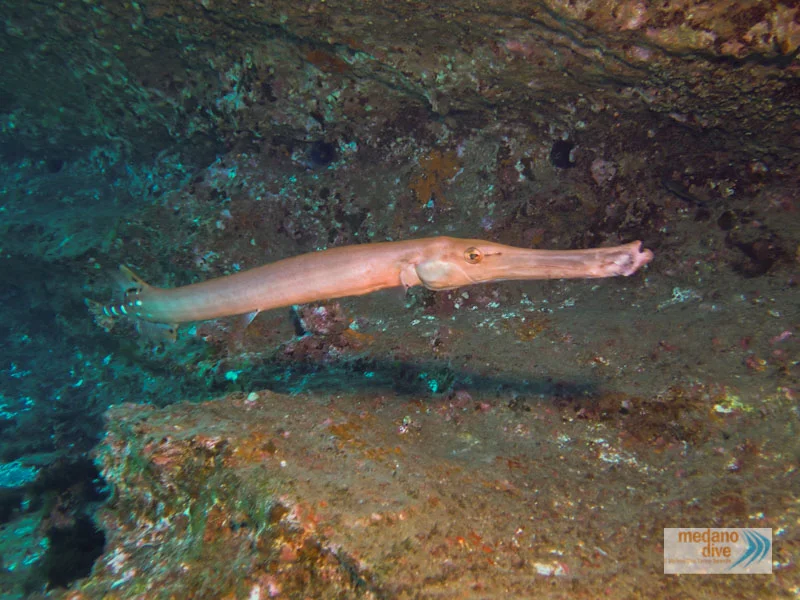 Medanodive - Tu centro de buceo en Tenerife sur