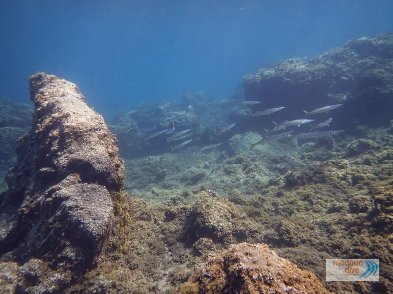 Freediving in El Médano photo 2