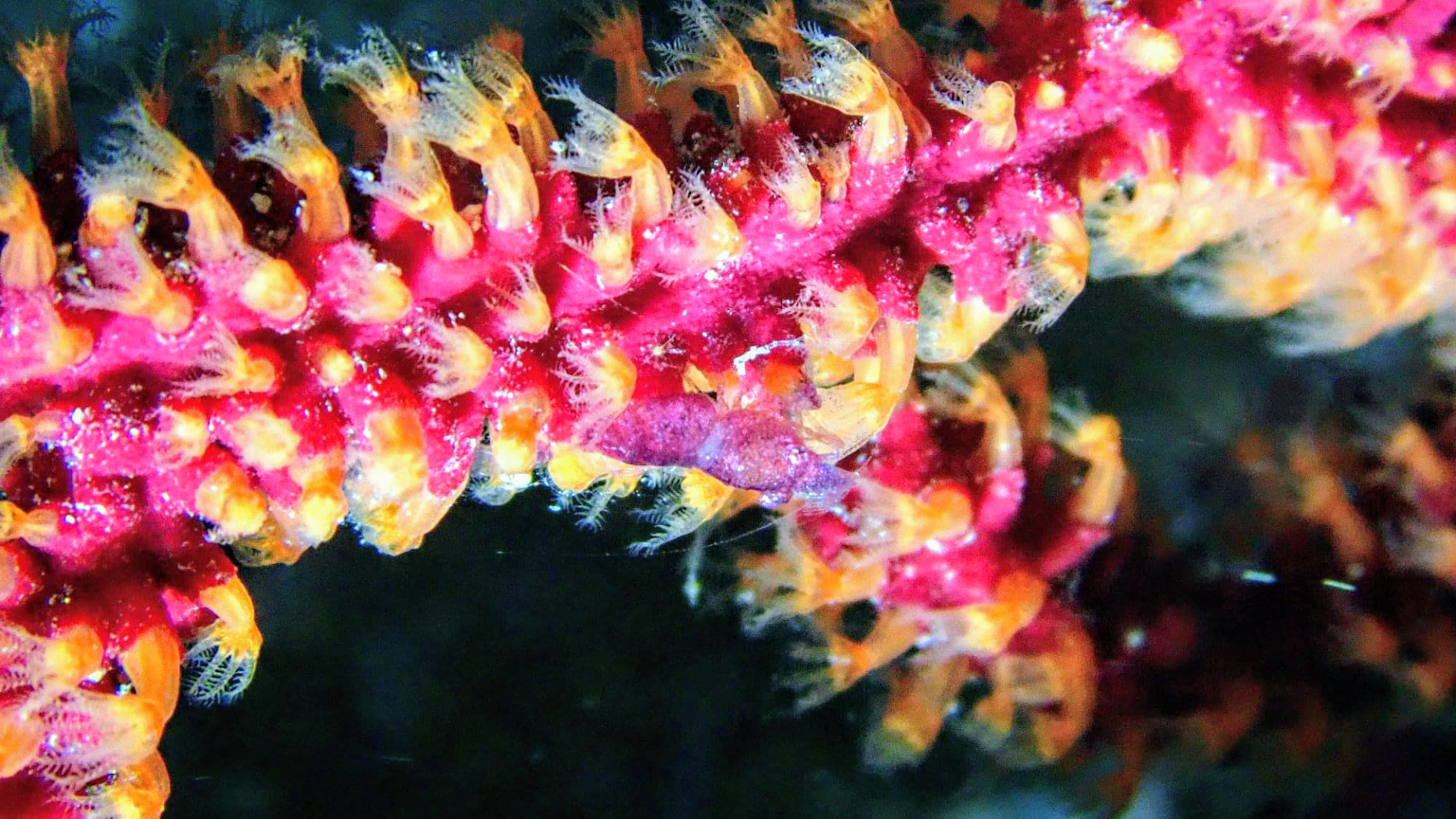 Costa Teguise Diving photo 1