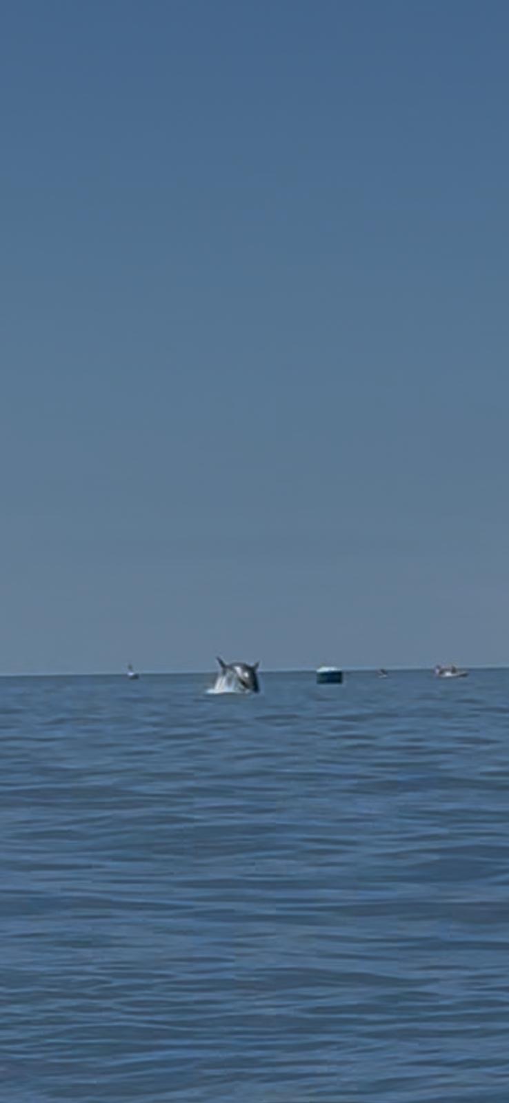 Kayaking & Paddleboarding in La Orotava photo 2
