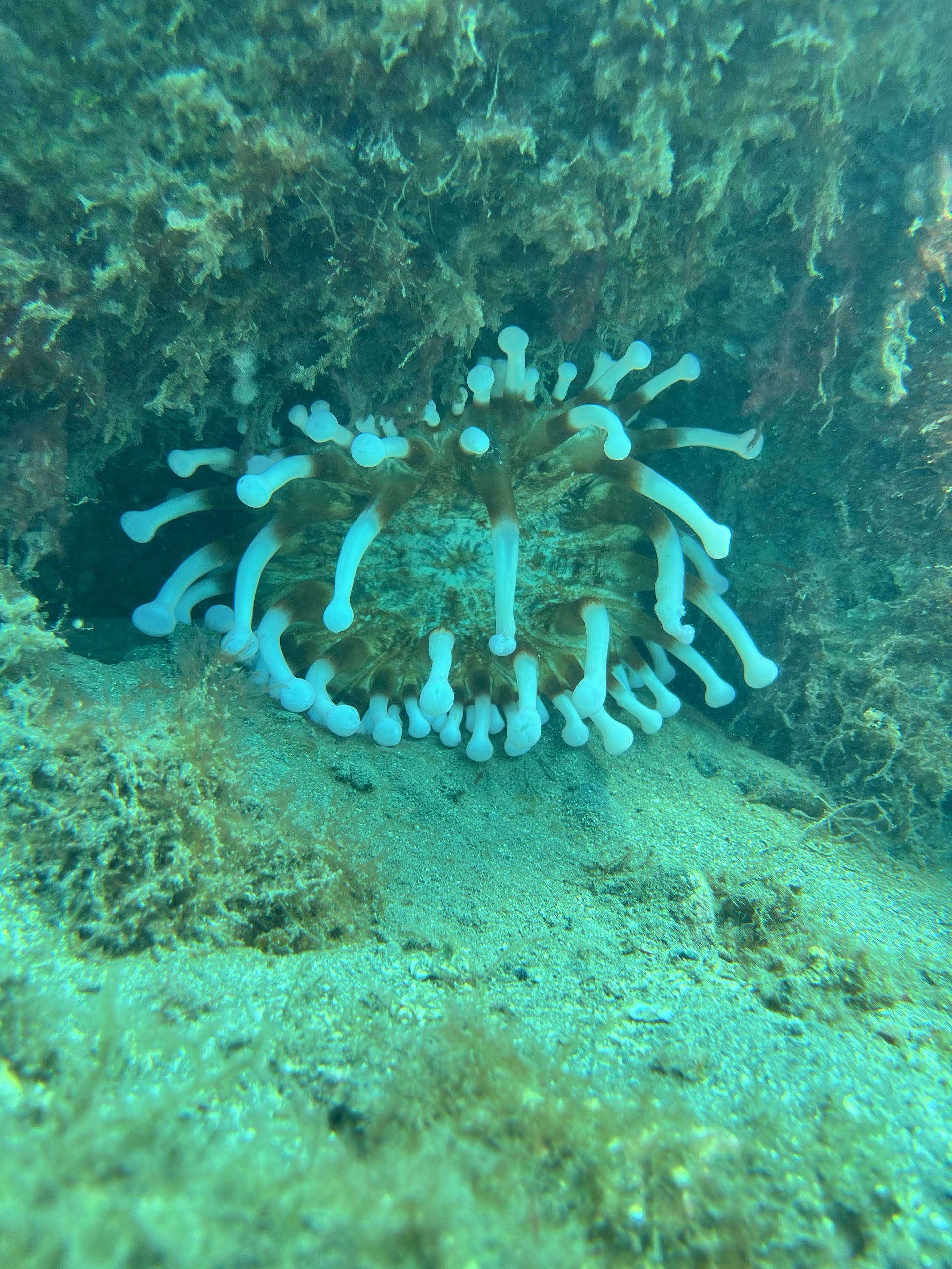 Snorkeling in Gáldar photo 4