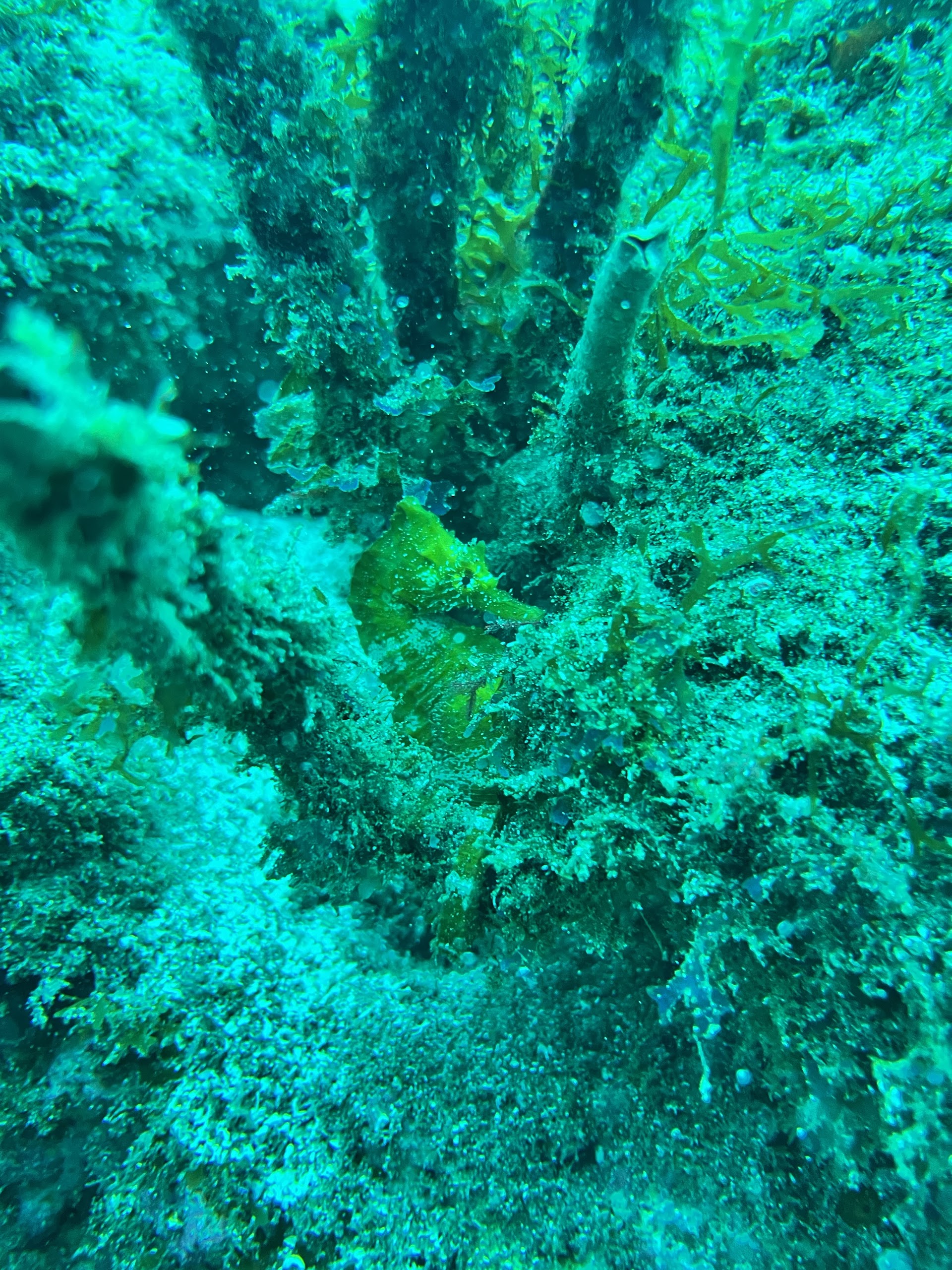 Snorkeling in Gáldar photo 5