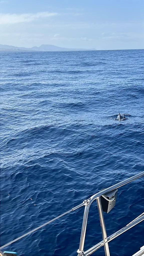 Catamaran Cruise in Los Gigantes photo 3