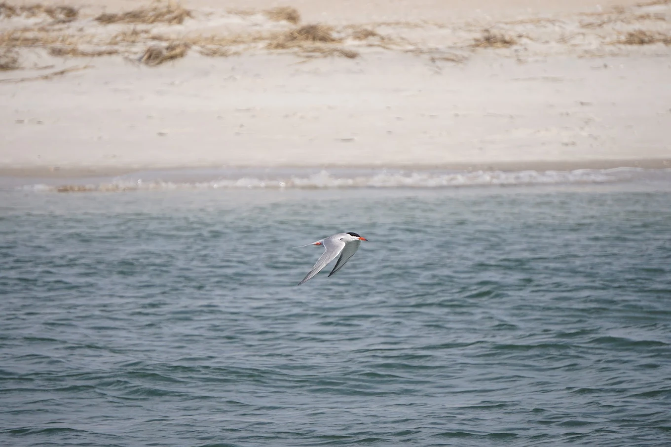 Island Hopping Tour in Puerto de la Cruz photo 4