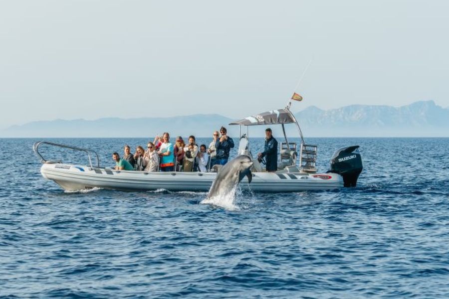 Dolphing Watching Mallorca
