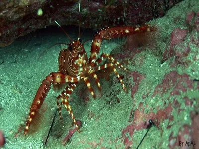 Scuba Courses in La Orotava photo 3