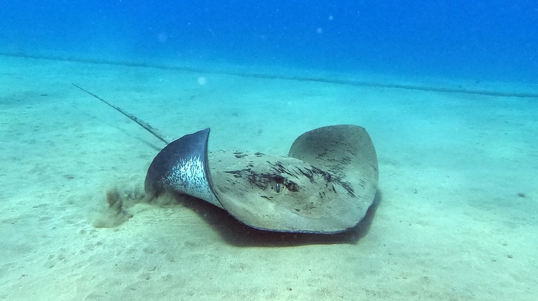 Mojo Dive - Tu centro de buceo en Lanzarote