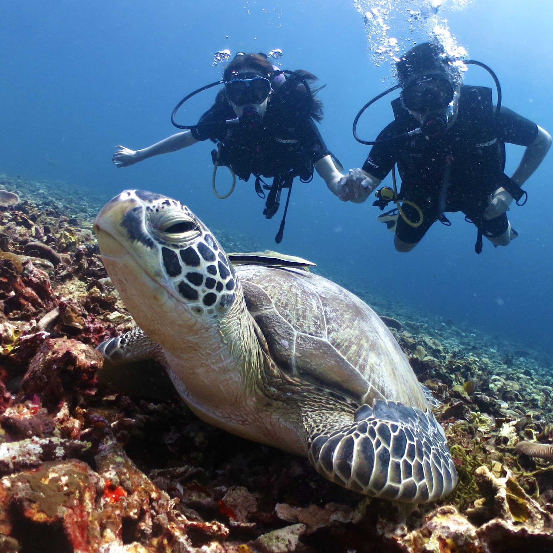Scuba Courses in gili air photo 1
