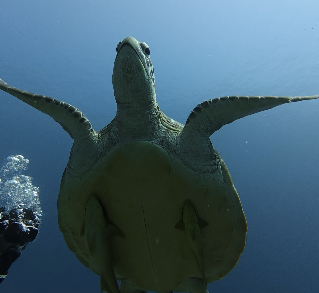 Scuba Courses in gili air photo 2