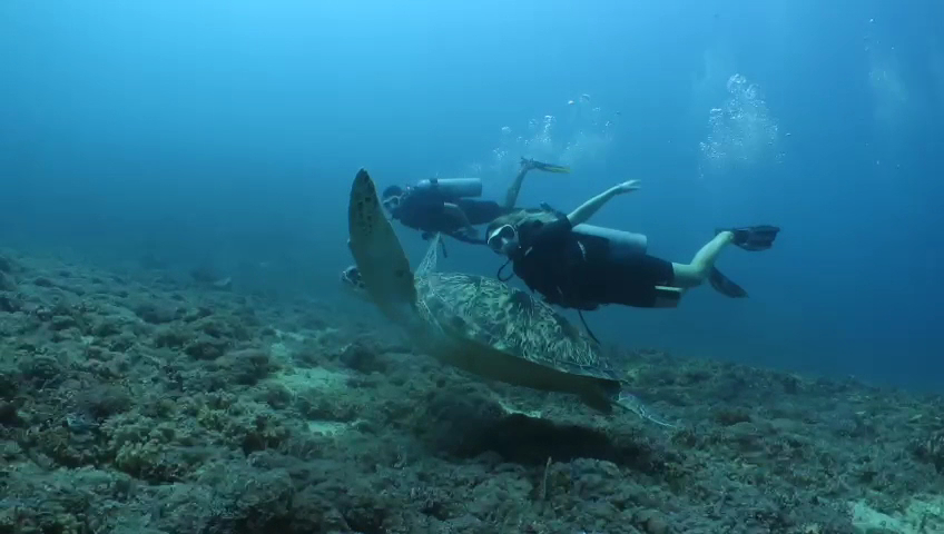 Scuba Courses in gili air photo 3