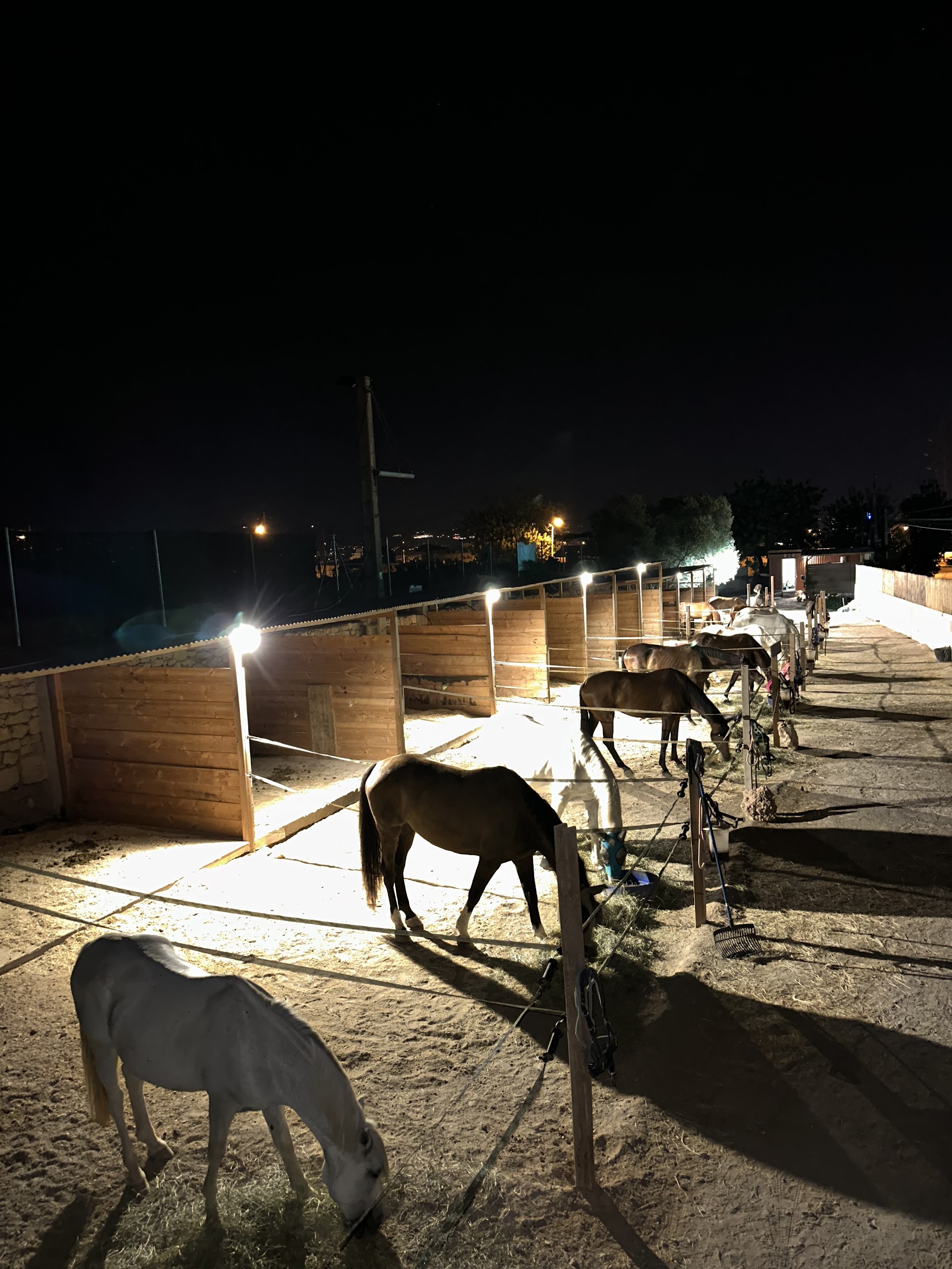 Horseback Riding in Ibiza Town photo 3
