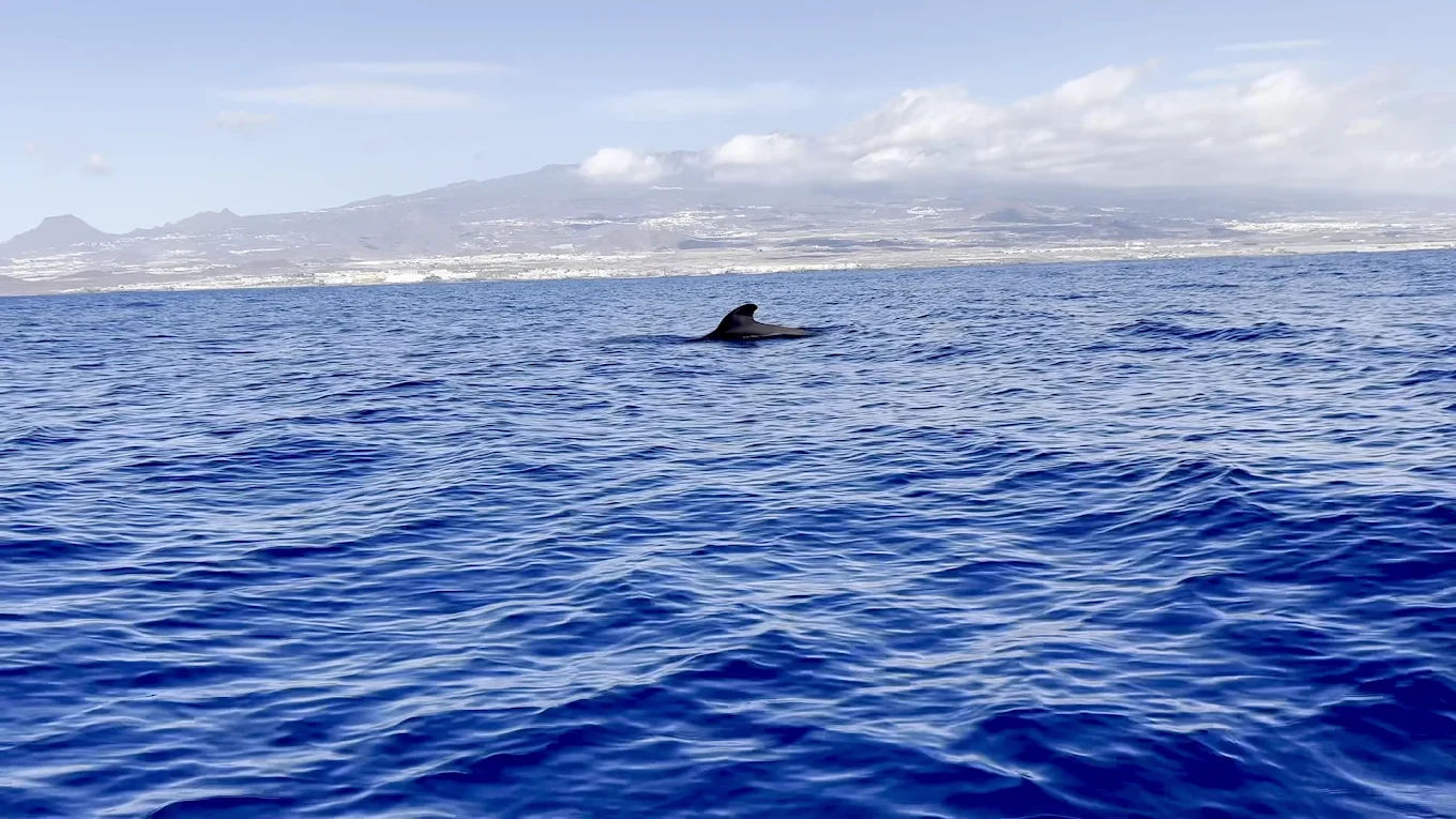Dolphin Watching in Golf del Sur photo 2