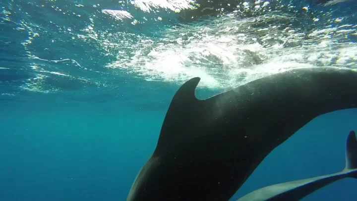 Dolphin Watching in Golf del Sur photo 3
