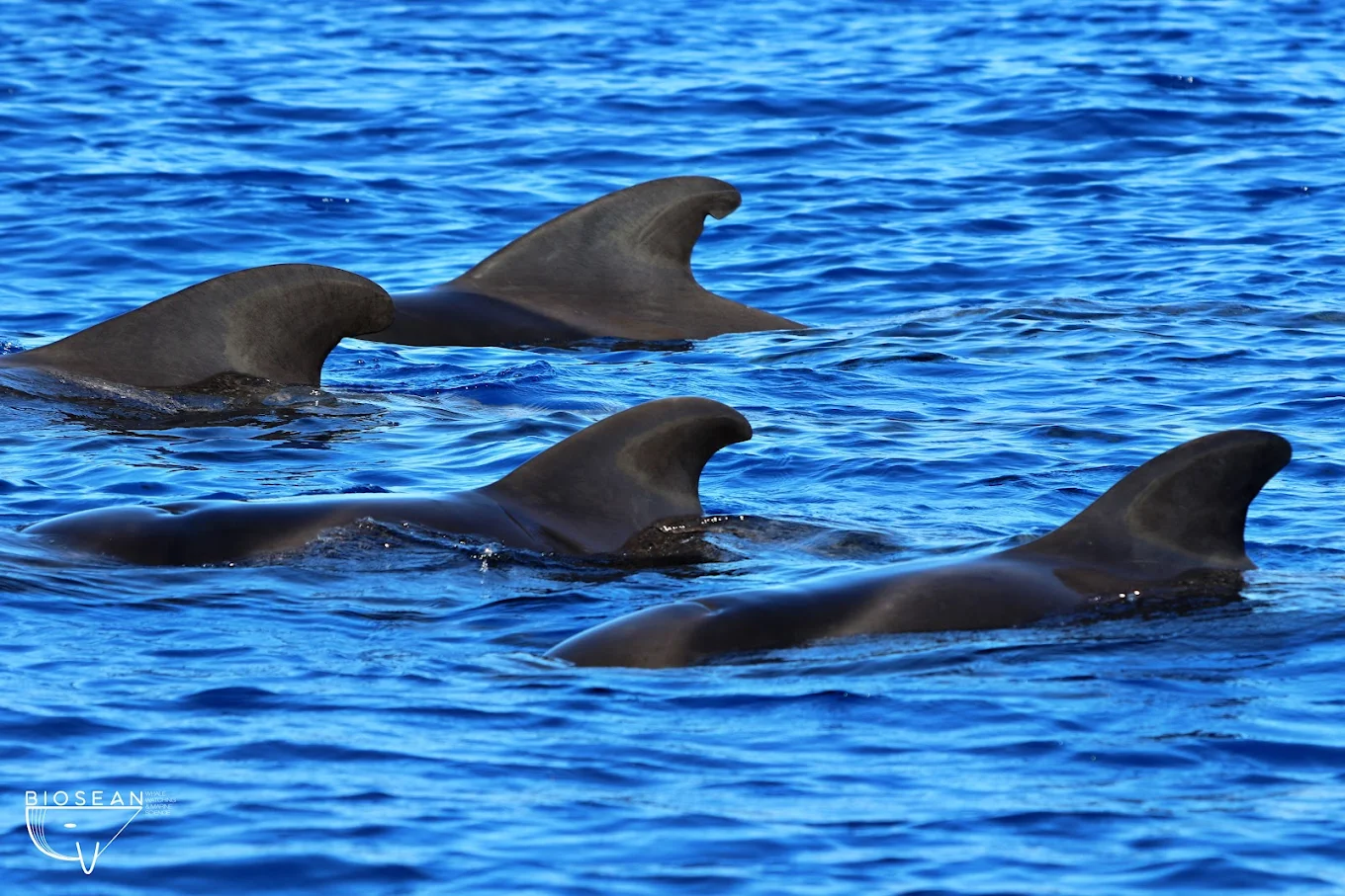 Dolphin Watching in Golf del Sur photo 4