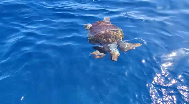 Moira Fishing Tenerife SL