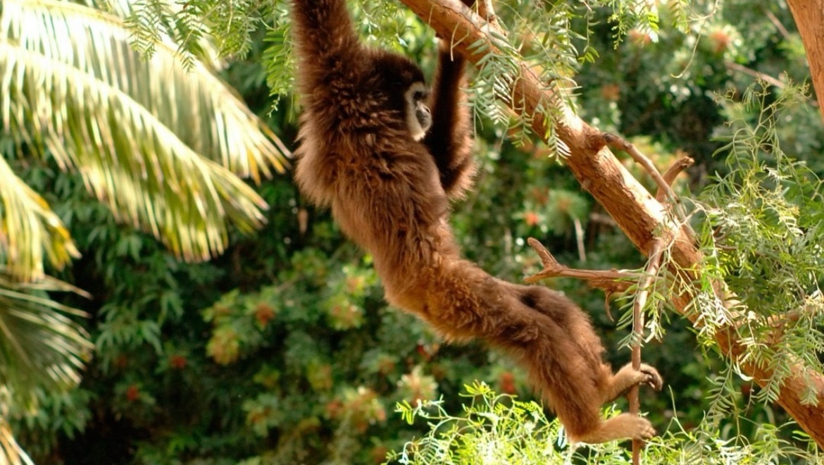 Jungle Park