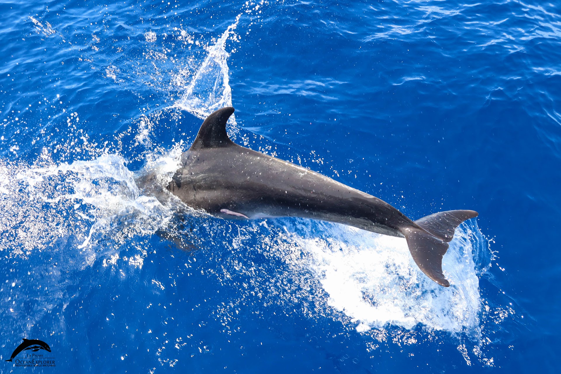 La Palma Tours & OceanExplorer Los Cancajos