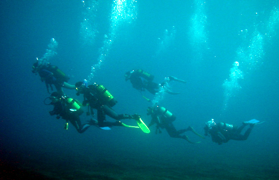 Whale Watching in Frontera photo 4