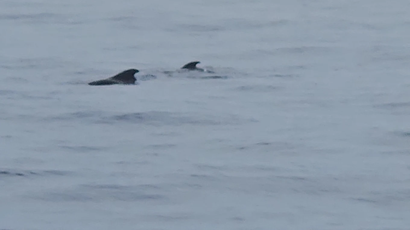 Freebird One | Avistamiento de Ballenas en Tenerife | Whale Watching Tenerife