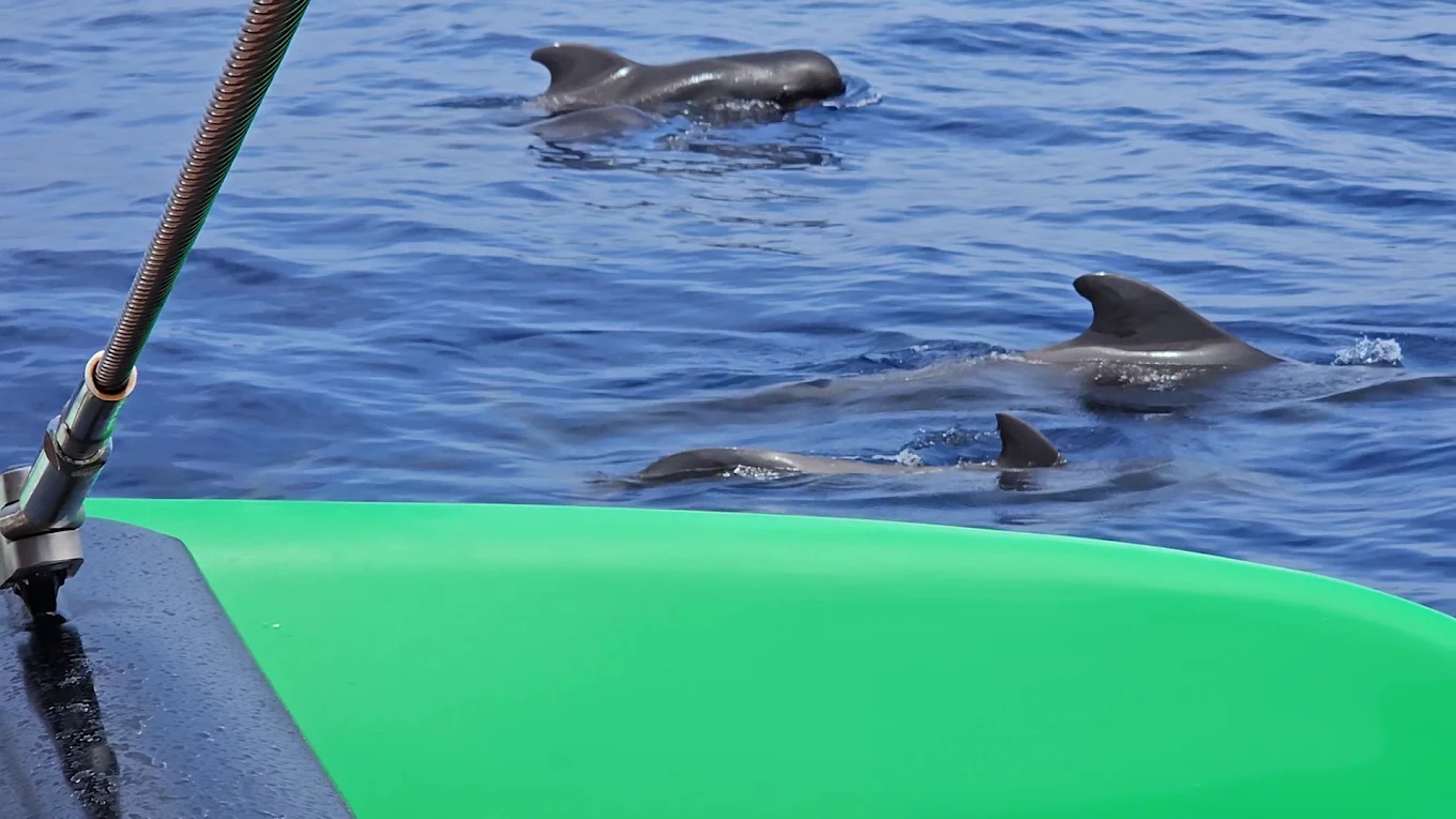 Whale Watching in La Caleta photo 2