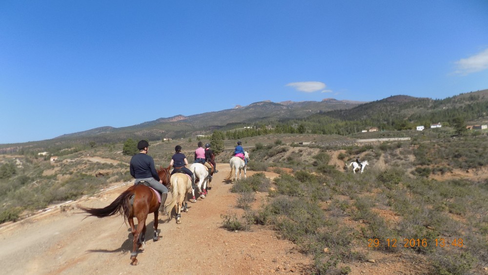 Horse Riding Tenerife - Paseos a Caballo Tenerife