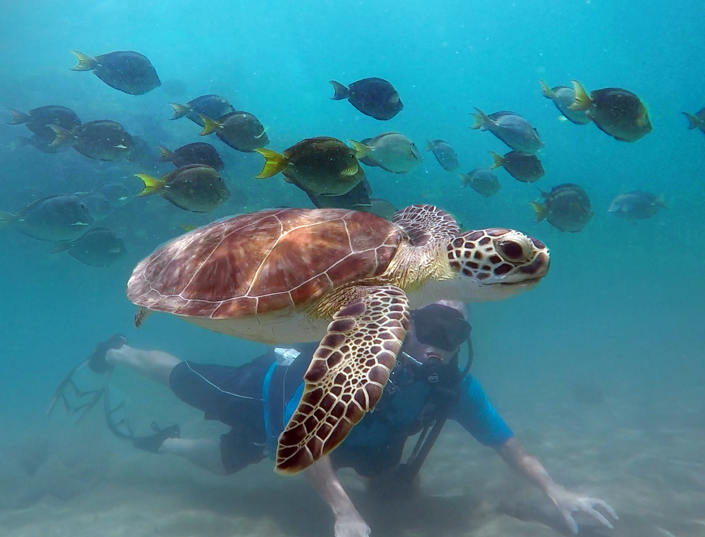 Try Snorkeling and Scuba Diving - San Juan