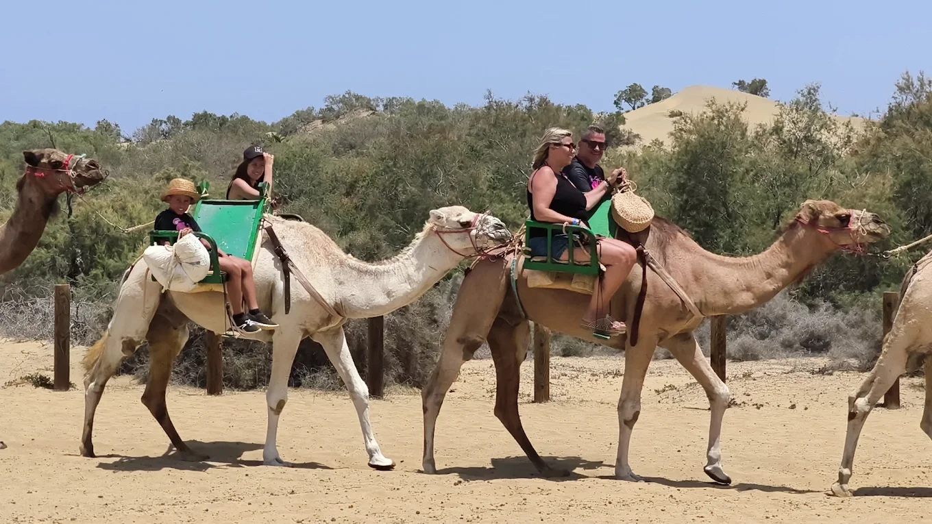 Camel safari