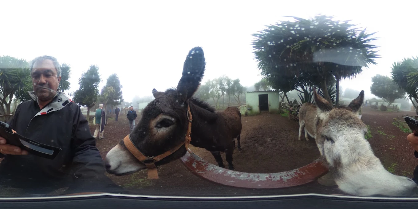 Camel Riding in Los Gigantes photo 4