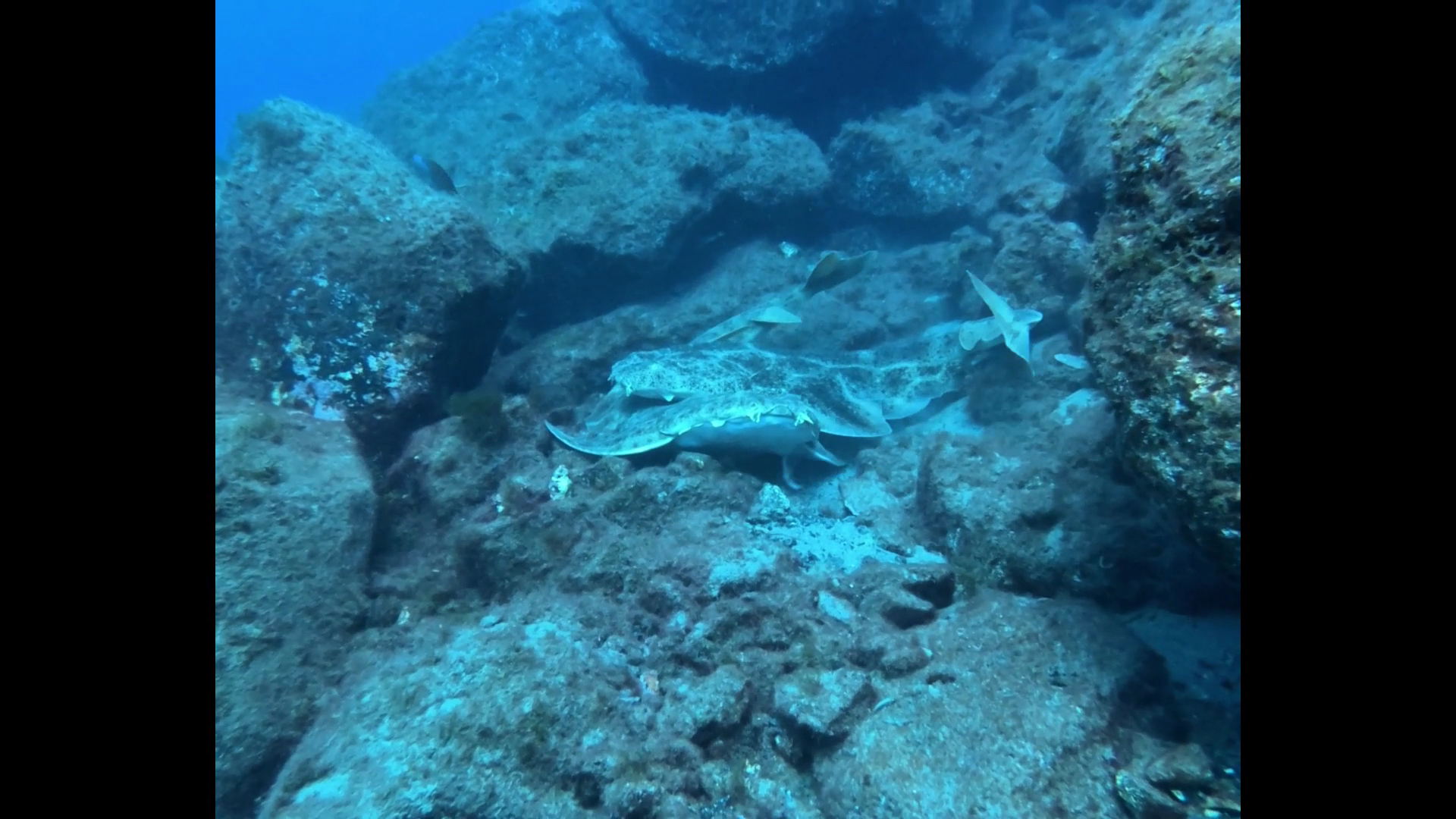 Diving & Snorkeling in Playa Blanca photo 3