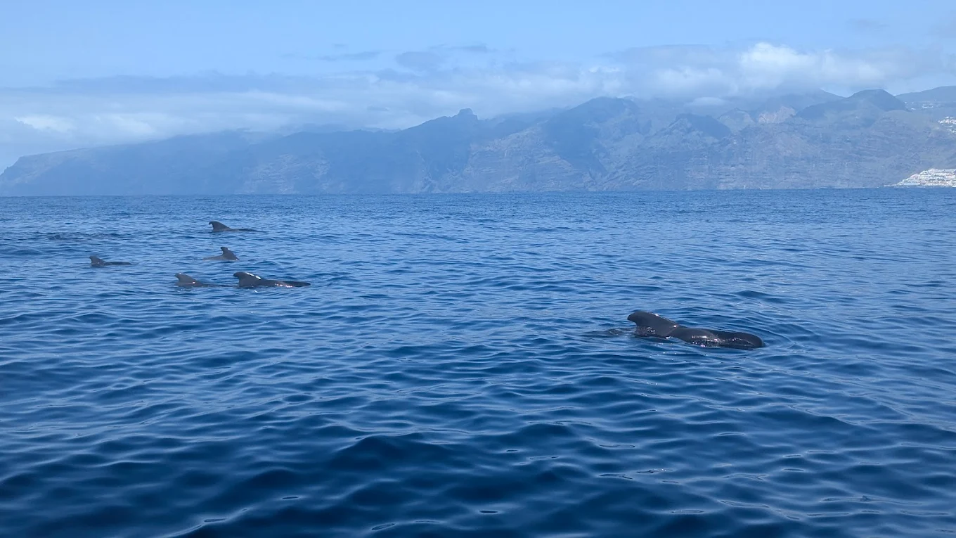 Whale Watching Tour from Los Gigantes photo 4