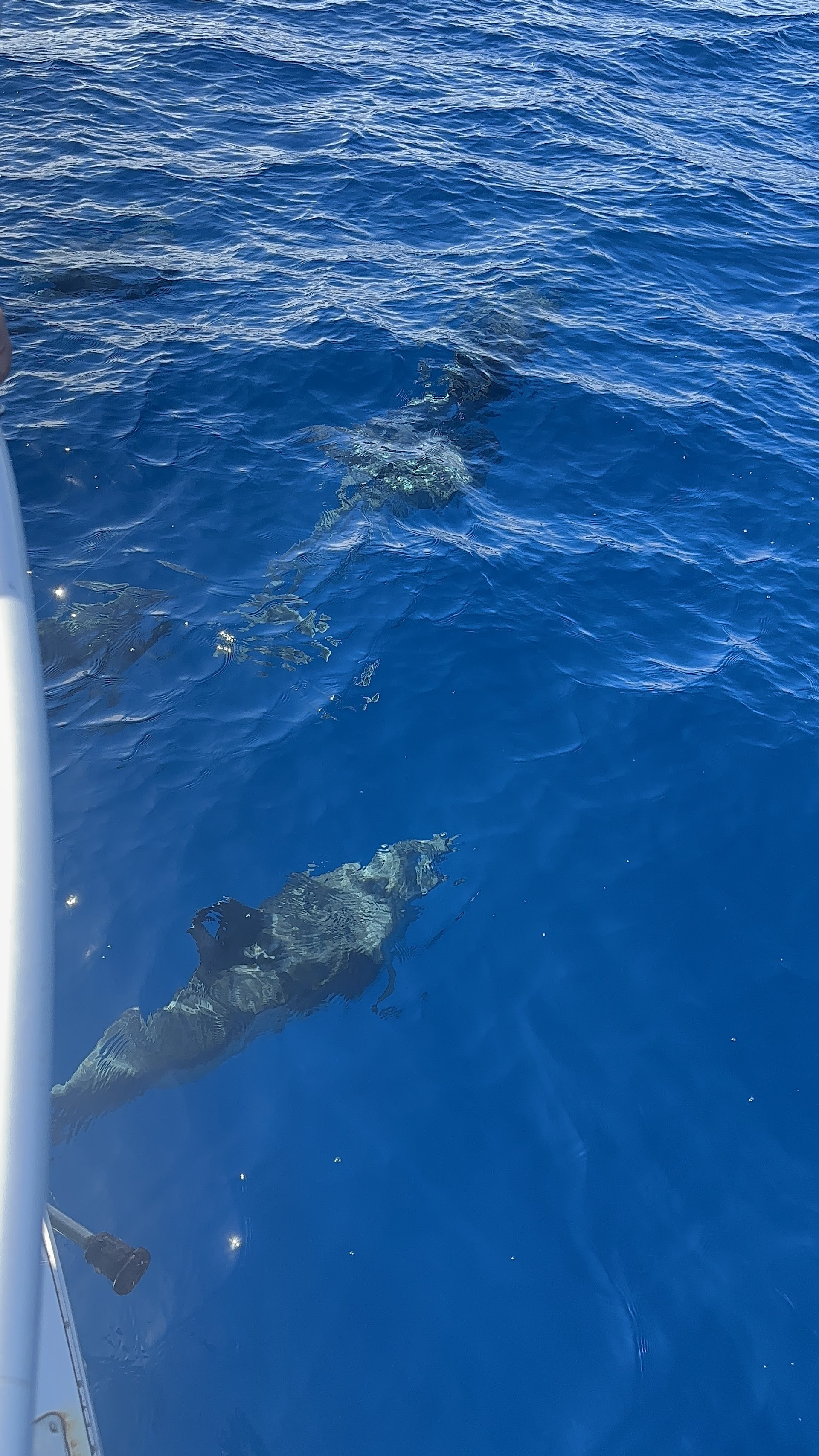 Family Boat Trips in Las Palmas photo 2