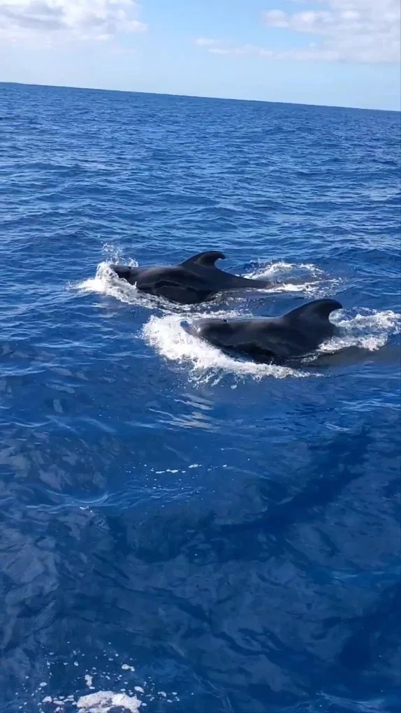 Catamaran Cruise in Costa Adeje photo 5