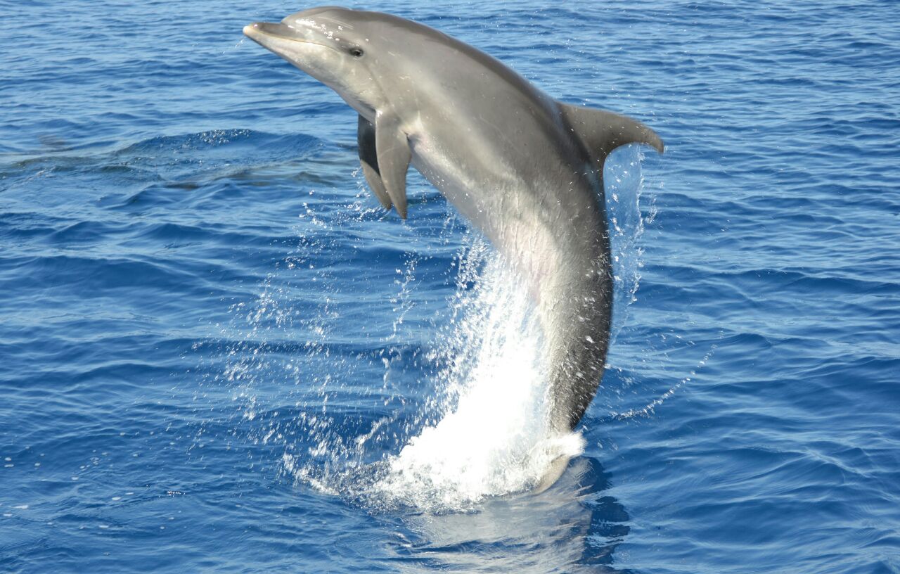 Dolphins Multiacuatic Gran Canaria