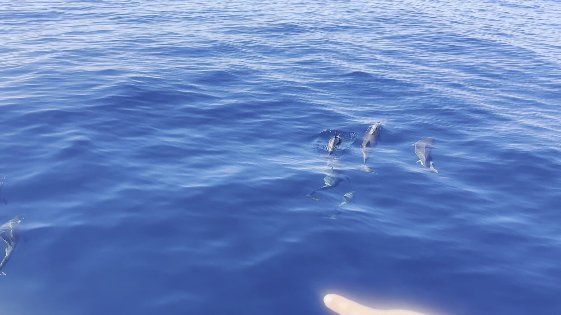 Whale Watching SA photo 3