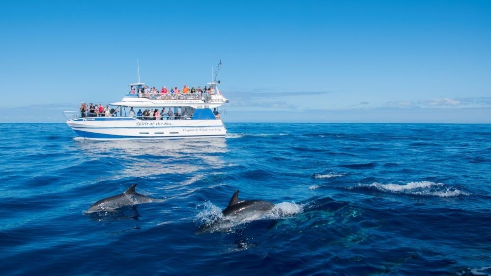 Whale Watching SA photo 5