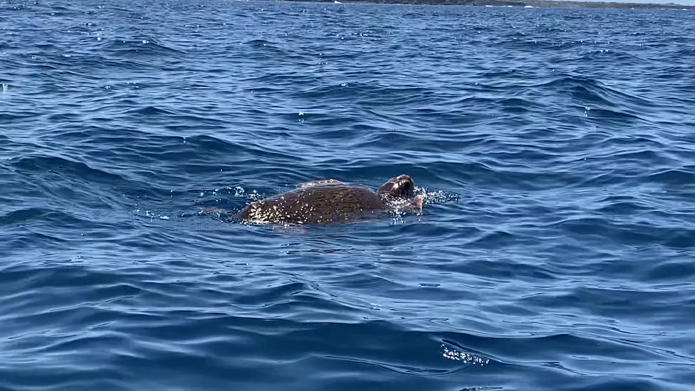 Shaka Kayak y Sup Tenerife