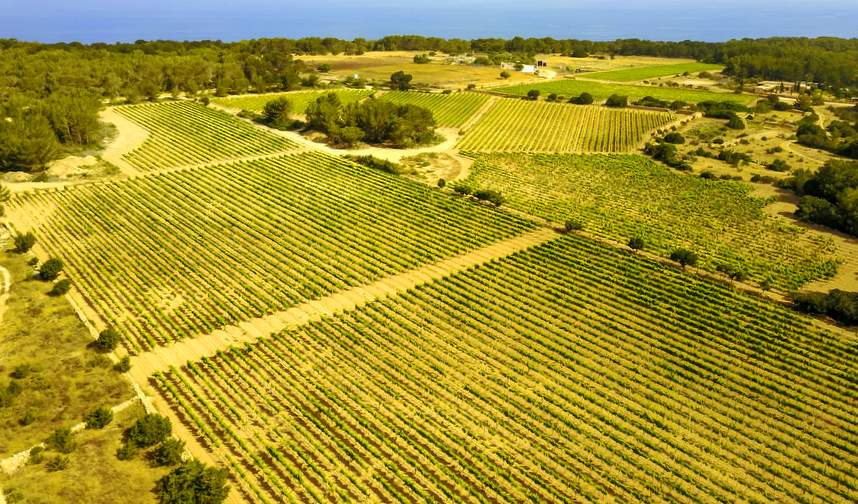 Wine Tasting in El Pilar de la Mola photo 3