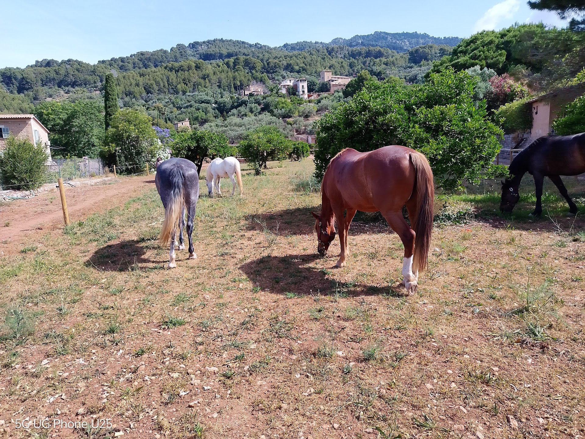 Horseback Riding in Deià photo 2