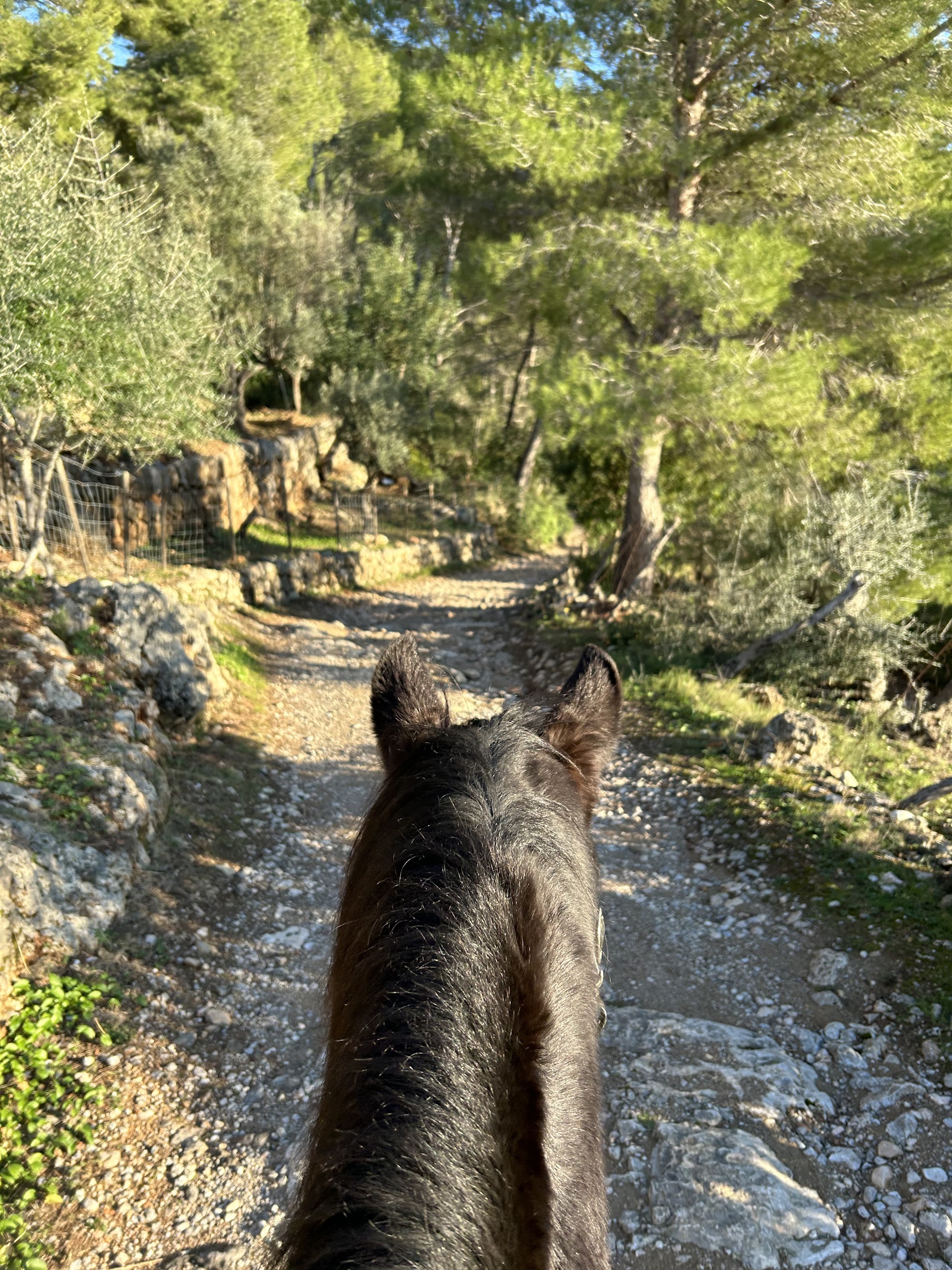 Horseback Riding in Deià photo 5