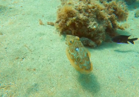 Snorkeling Playa Honda photo 2