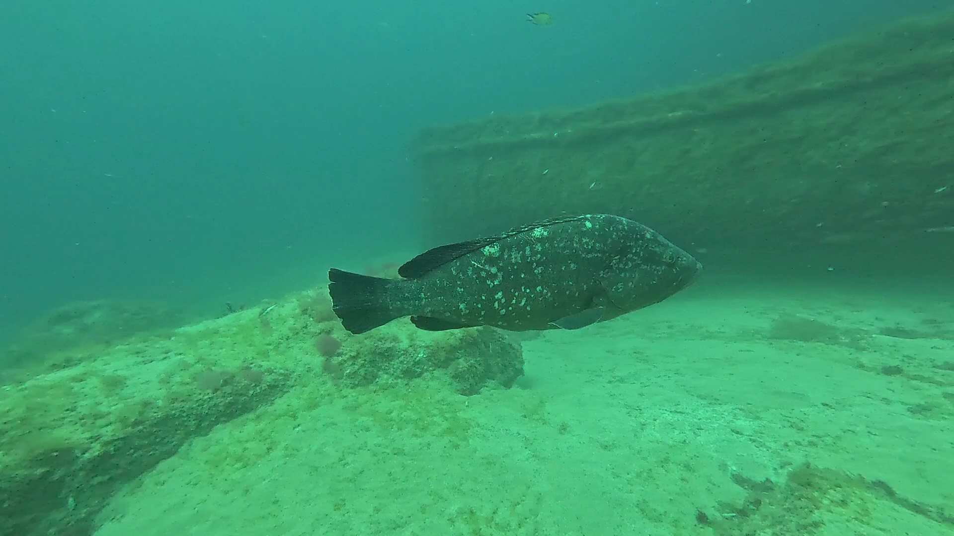 Snorkeling Playa Honda photo 4