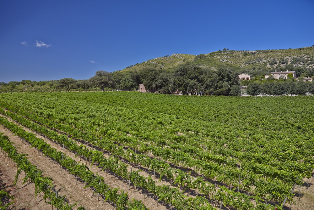 Wine Tasting in Alcúdia photo 2
