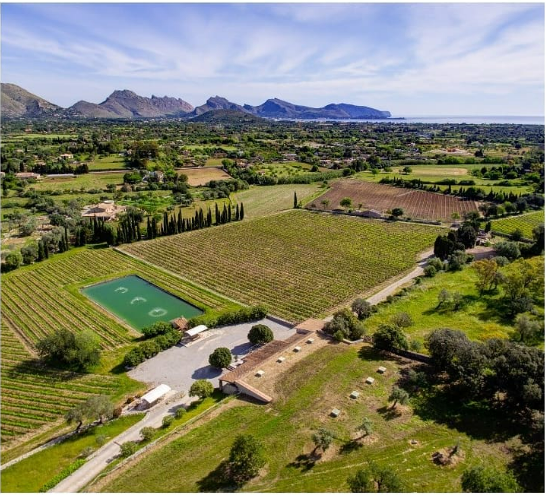 Wine Tasting in Alcúdia photo 4