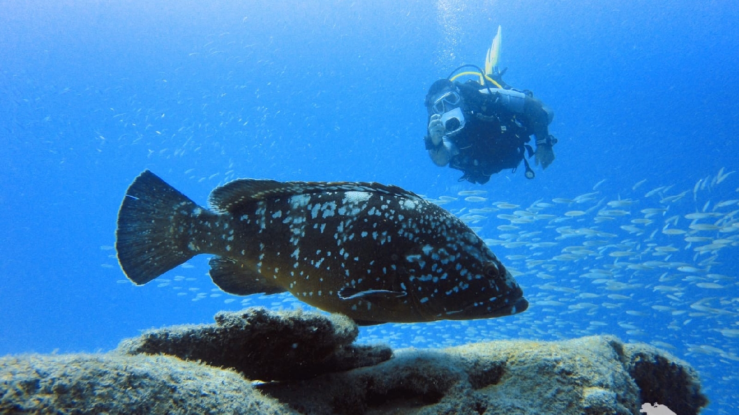 Diving Jandía photo 1