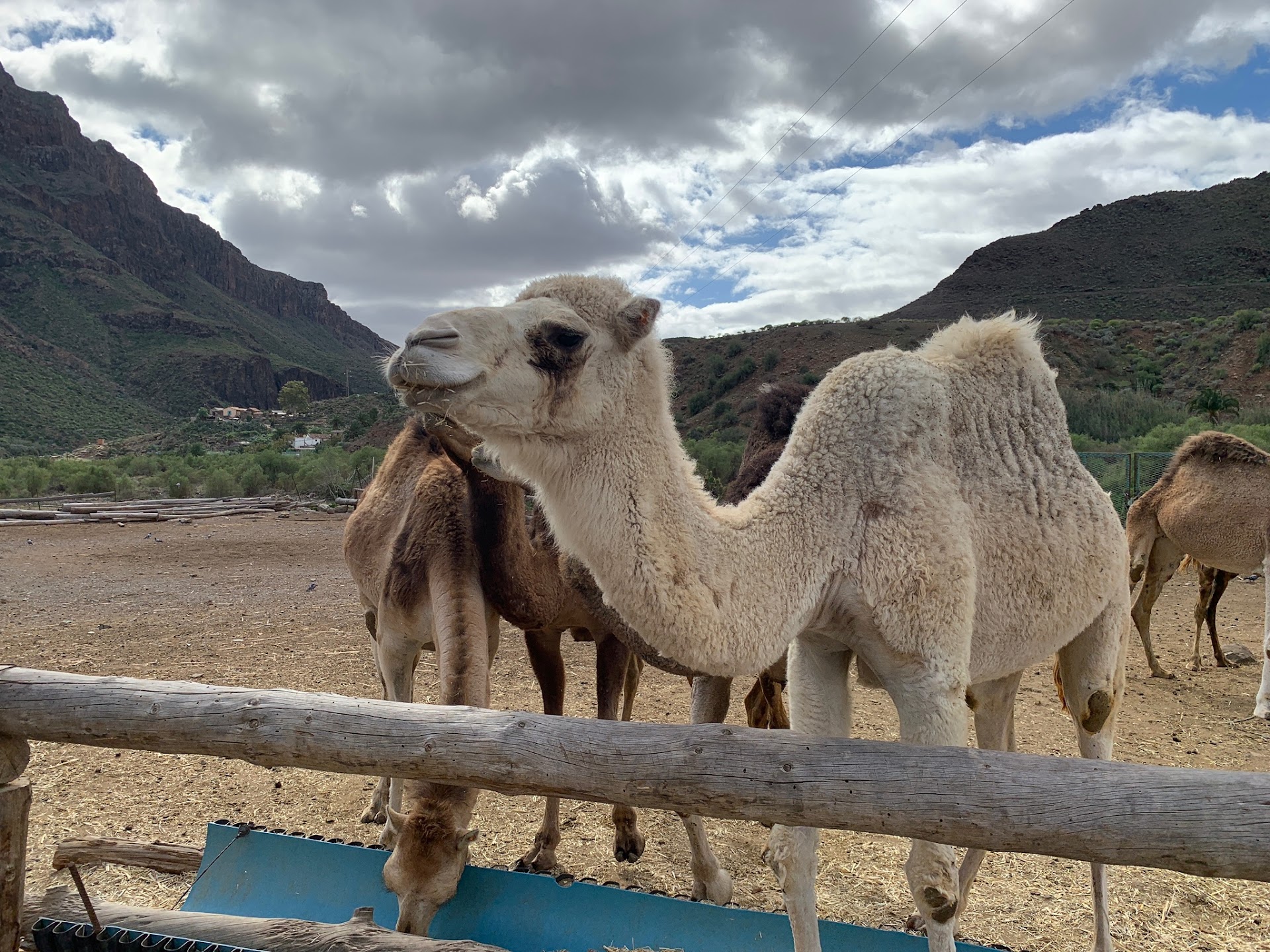 Camel park