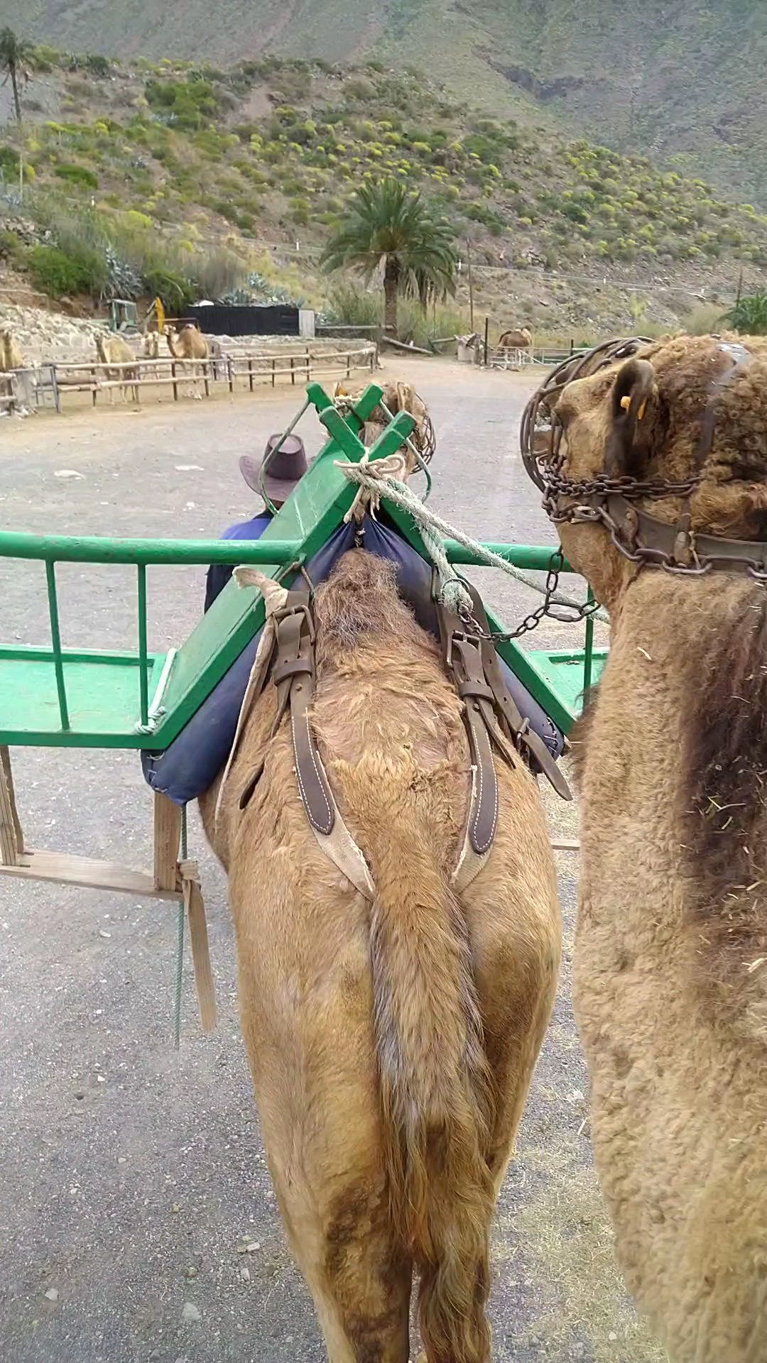 Camel Riding in Las Palmas photo 2