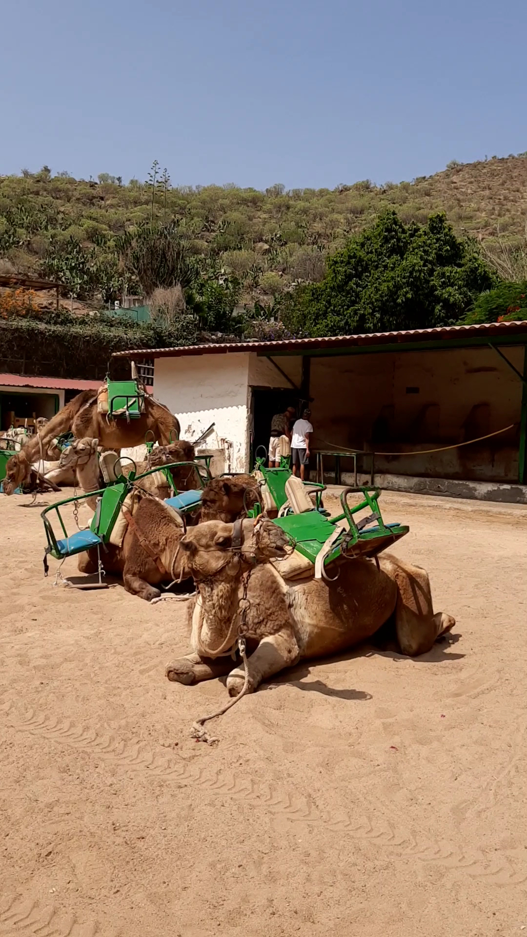Camel Riding in Las Palmas photo 3